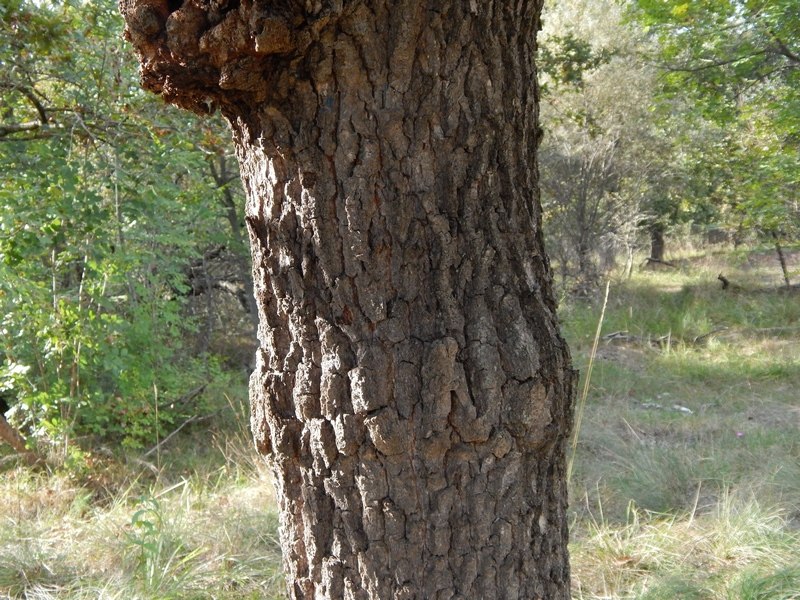 Che tipo di quercia?